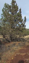 Juniperus occidentalis