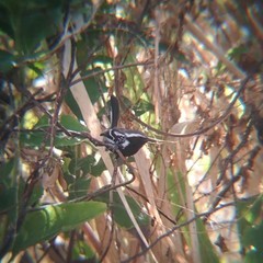 Formicivora melanogaster