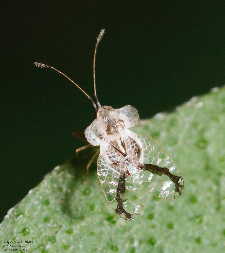 Phymacysta tumida