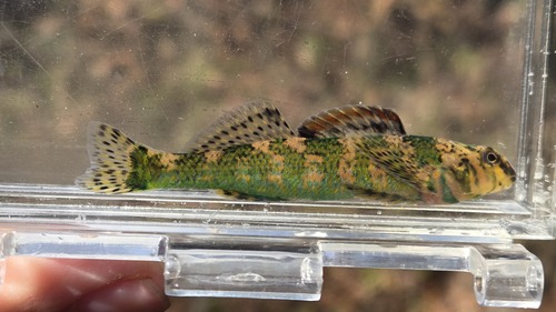 Etheostoma histrio Jordan & Gilbert, 1887