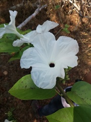 Ipomoea populina