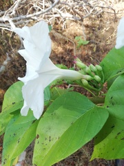 Ipomoea populina