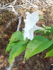 Ipomoea populina
