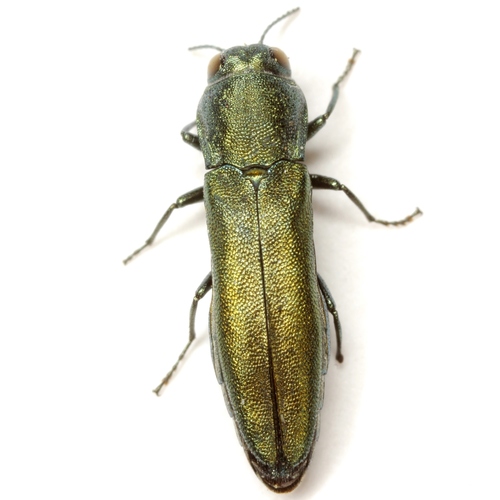 Agrilus lacustris LeConte, 1860