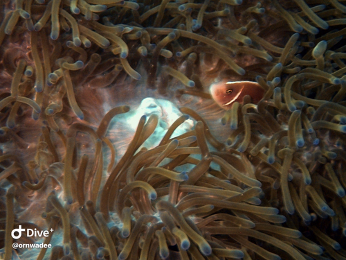 Amphiprion perideraion