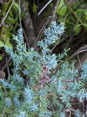 Juniperus californica