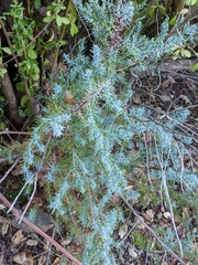 Juniperus californica