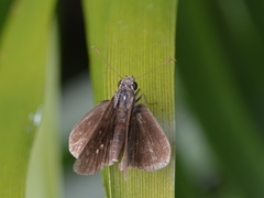 Cymaenes tripunctus