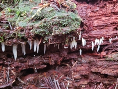 Mucronella bresadolae