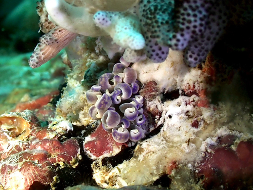 Phyllodesmium magnum