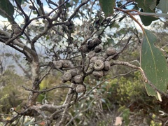 Eucalyptus baxteri, photograph (c) ttsquid, some rights reserved (CC BY)