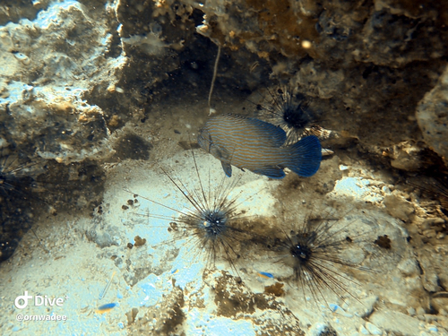 Cephalopholis formosa