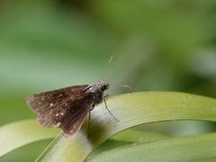 Cymaenes tripunctus