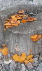 Trametes sanguinea
