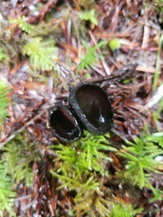 Pseudoplectania melaena