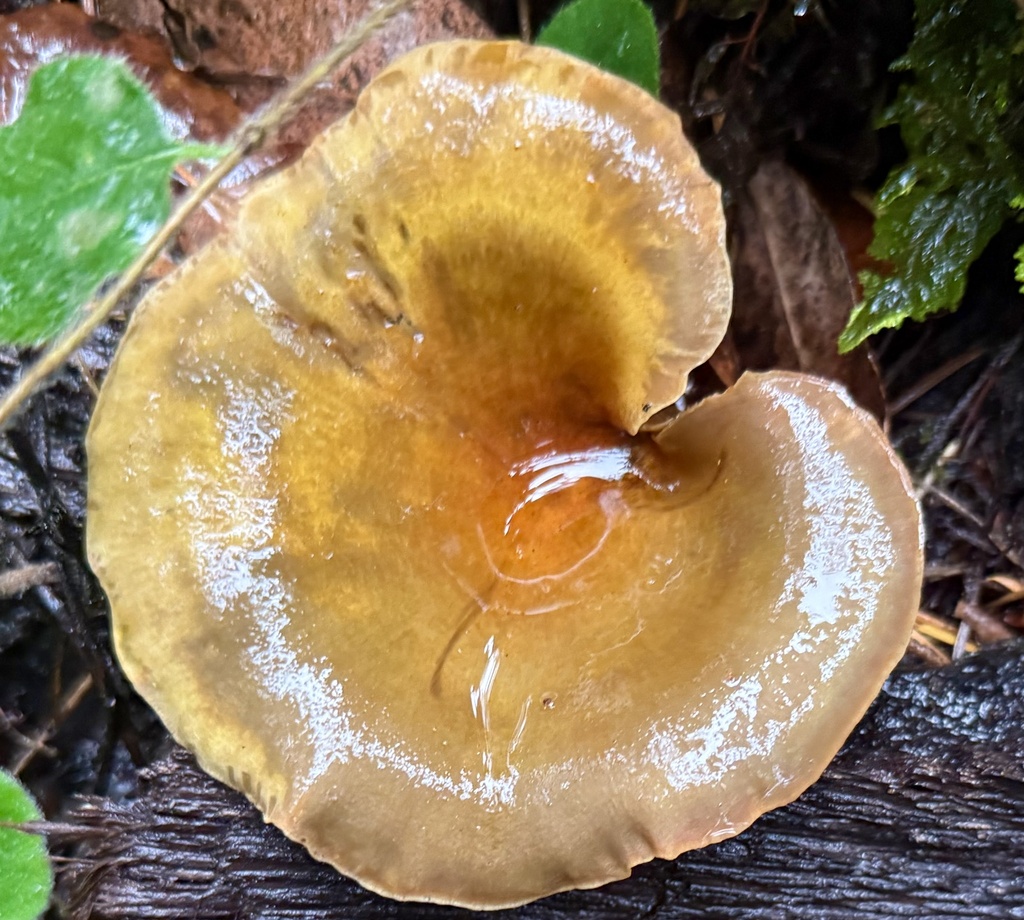 Omphalotus olivascens · November 2025 · photo: © hllrnnr (iNaturalist, cc0)