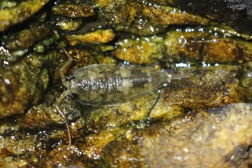 Common Sea Slater, photo 8 of 8