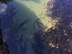 Laminaria sinclairii