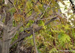 Trochalopteron variegatum