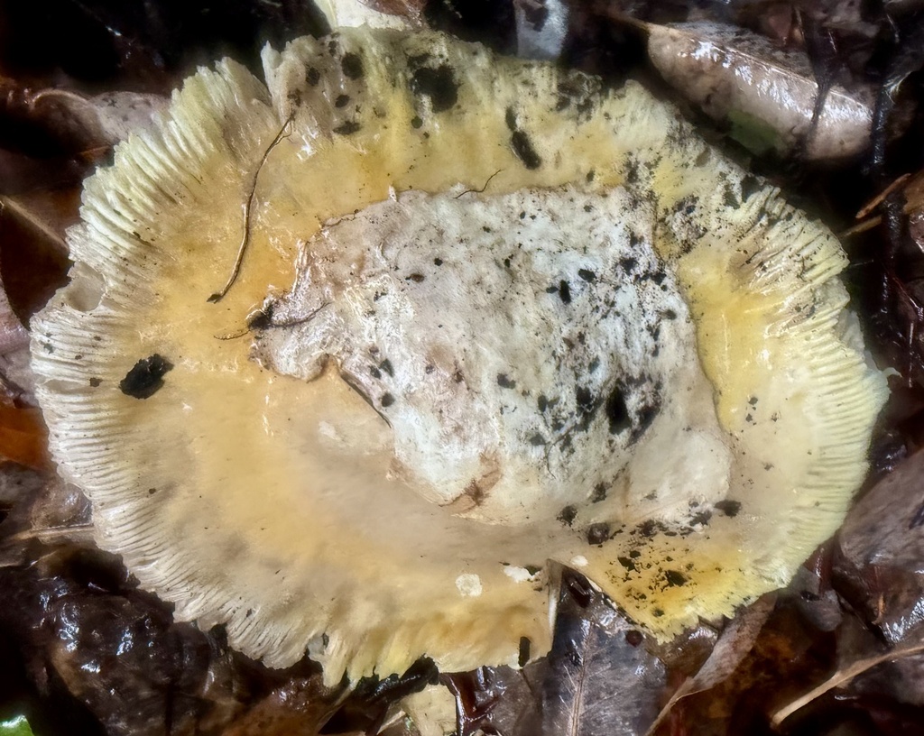 Amanita calyptroderma · November 2025 · photo: © hllrnnr (iNaturalist, cc0)