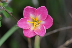Zephyranthes morrisclintii