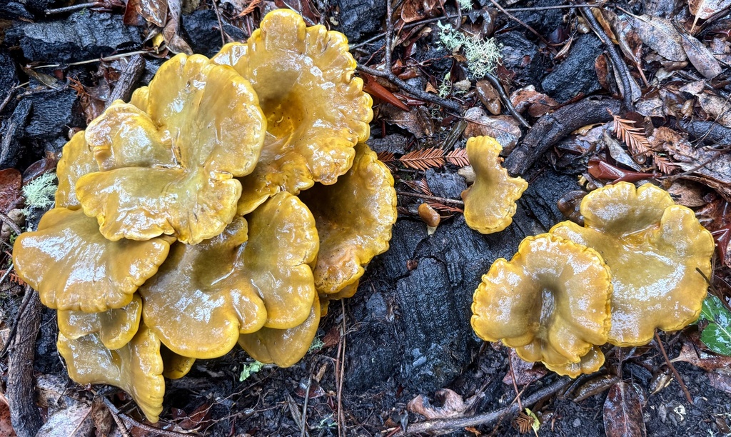 Omphalotus olivascens · November 2025 · photo: © hllrnnr (iNaturalist, cc0)