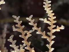 Abietinaria