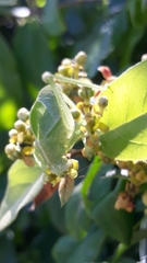 Phylloptera