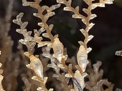Abietinaria