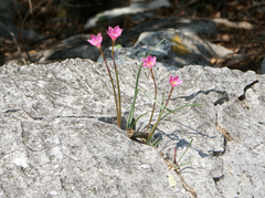 Zephyranthes morrisclintii