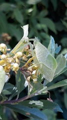Phylloptera