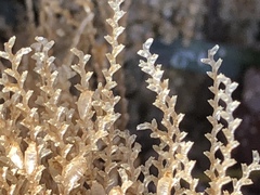 Abietinaria