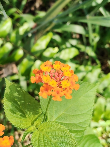 common lantana