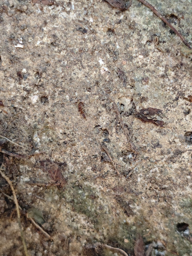 Roger's Crypt Ant from 中国广东省深圳市光明区 on October 7, 2025 at 03:05 PM by ...