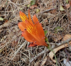 Alstroemeria ligtu