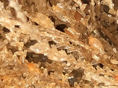 Abietinaria