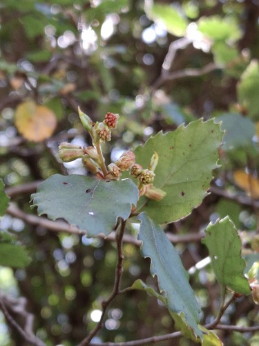 Red beech (Nothofagus fusca)