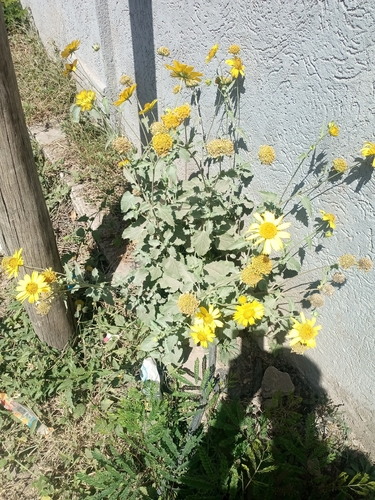 cowpen daisy