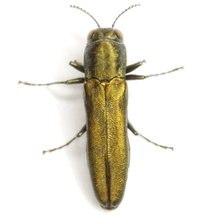 Agrilus lacustris
