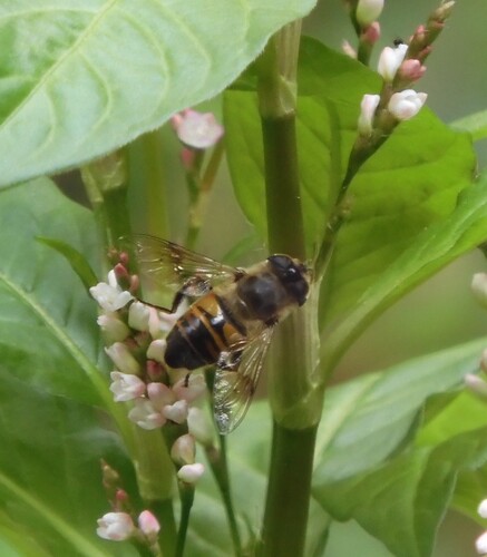 Unknown species found near County Rd., Guilford, CT, USA