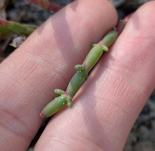 Salicornia ambigua, photograph 3