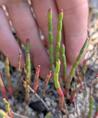 Salicornia ambigua, photograph natalie, CC0, iNaturalist via GBIF