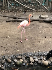 Phoenicopterus