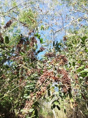 Apoplanesia paniculata