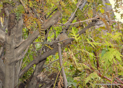 Trochalopteron variegatum