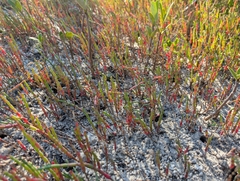 Salicornia ambigua, photograph natalie, CC0, iNaturalist via GBIF