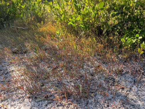 Salicornia ambigua, photograph 6