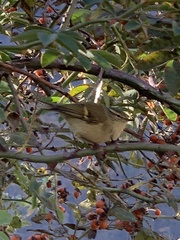 Phylloscopus pulcher