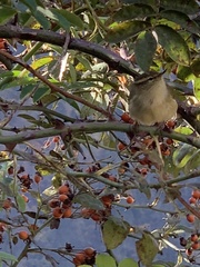 Phylloscopus pulcher