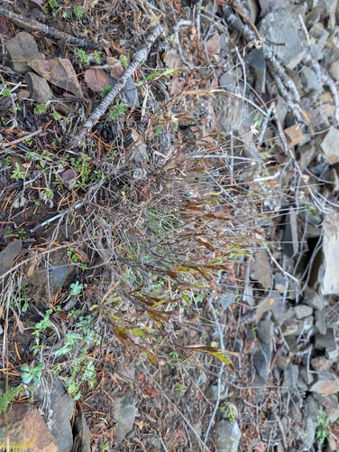 Hall's goldenweed (Columbiadoria hallii)